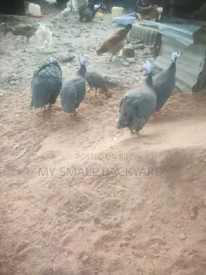 Guinea Fowls