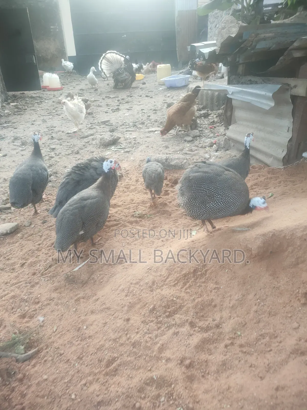 Guinea Fowls