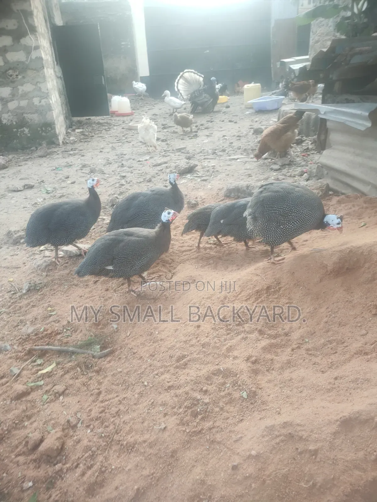 Guinea Fowls