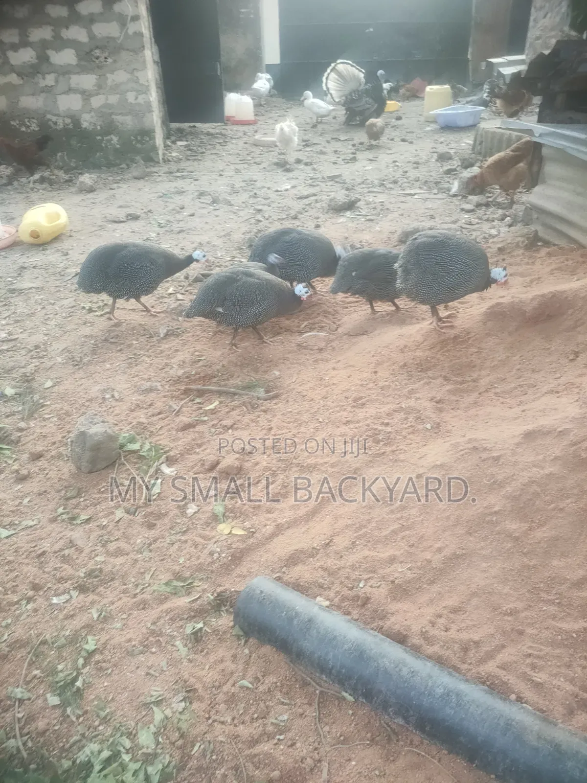 Guinea Fowls