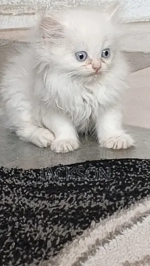 1-3 months Male Purebred Persian