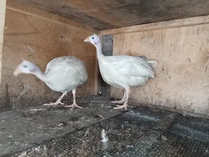 White Guinea Fowl