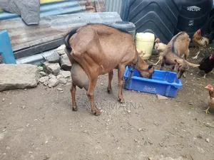 Dairy Goat