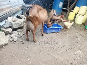 Dairy Goat