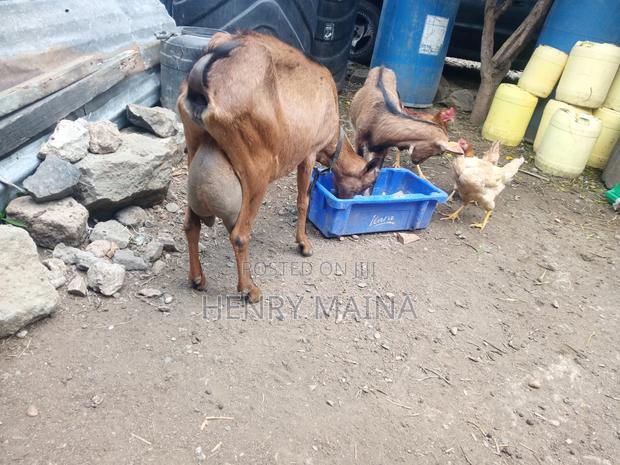 Dairy Goat - thumbnail 2