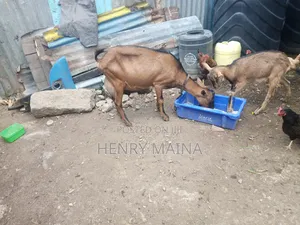 Dairy Goat