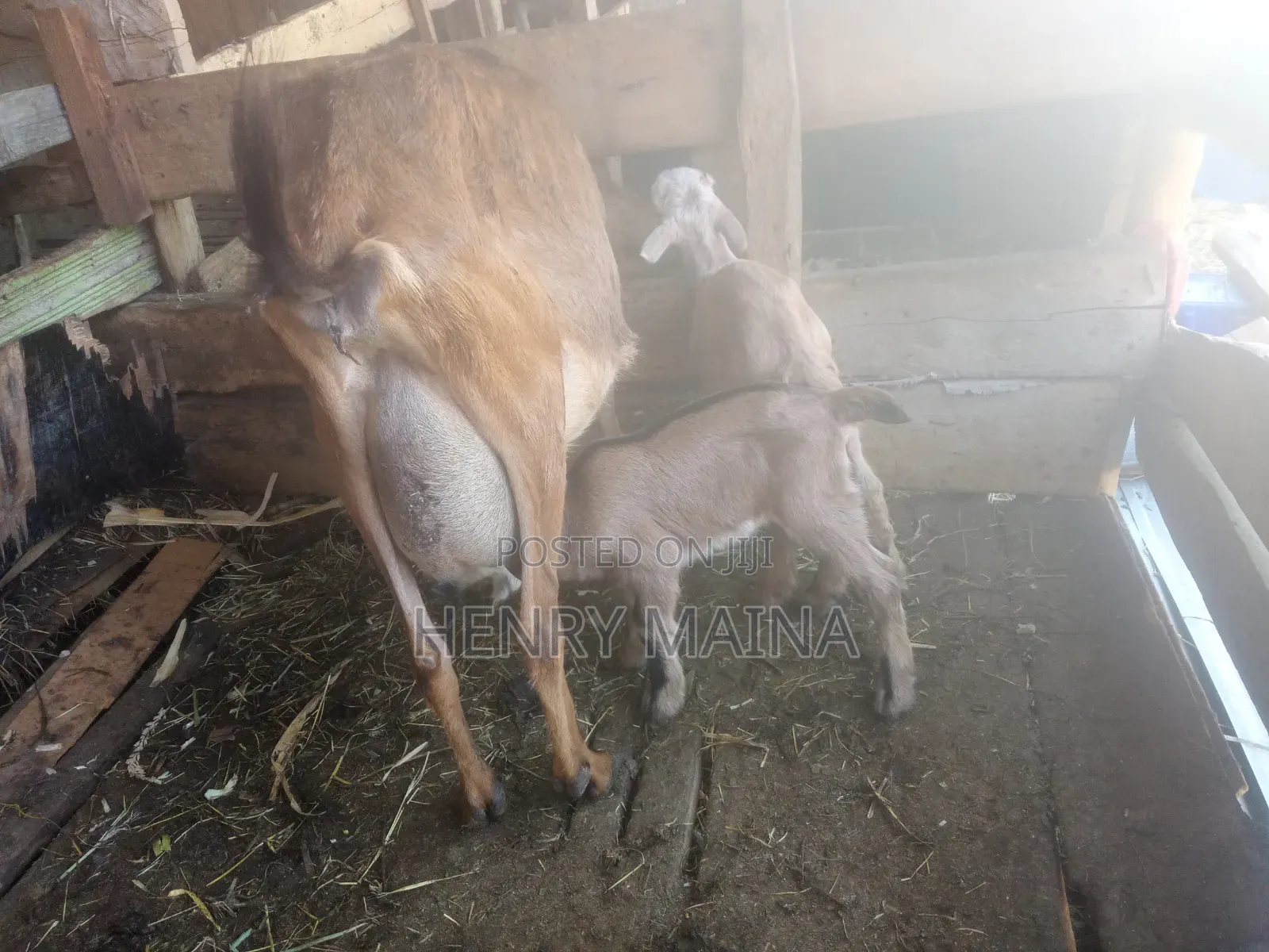 Dairy Goat