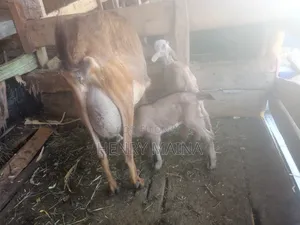 Dairy Goat