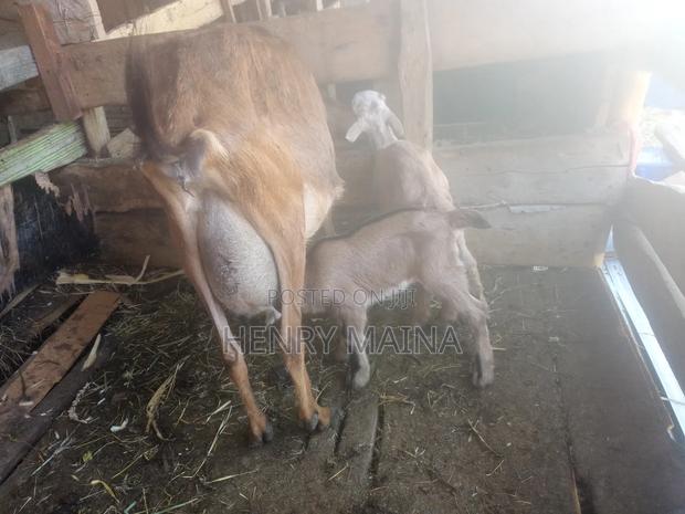 Dairy Goat - thumbnail 4