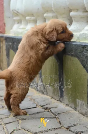 1-3 months Male Purebred Golden Retriever