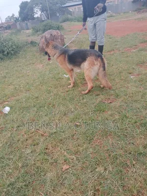6-12 months Female Purebred German Shepherd