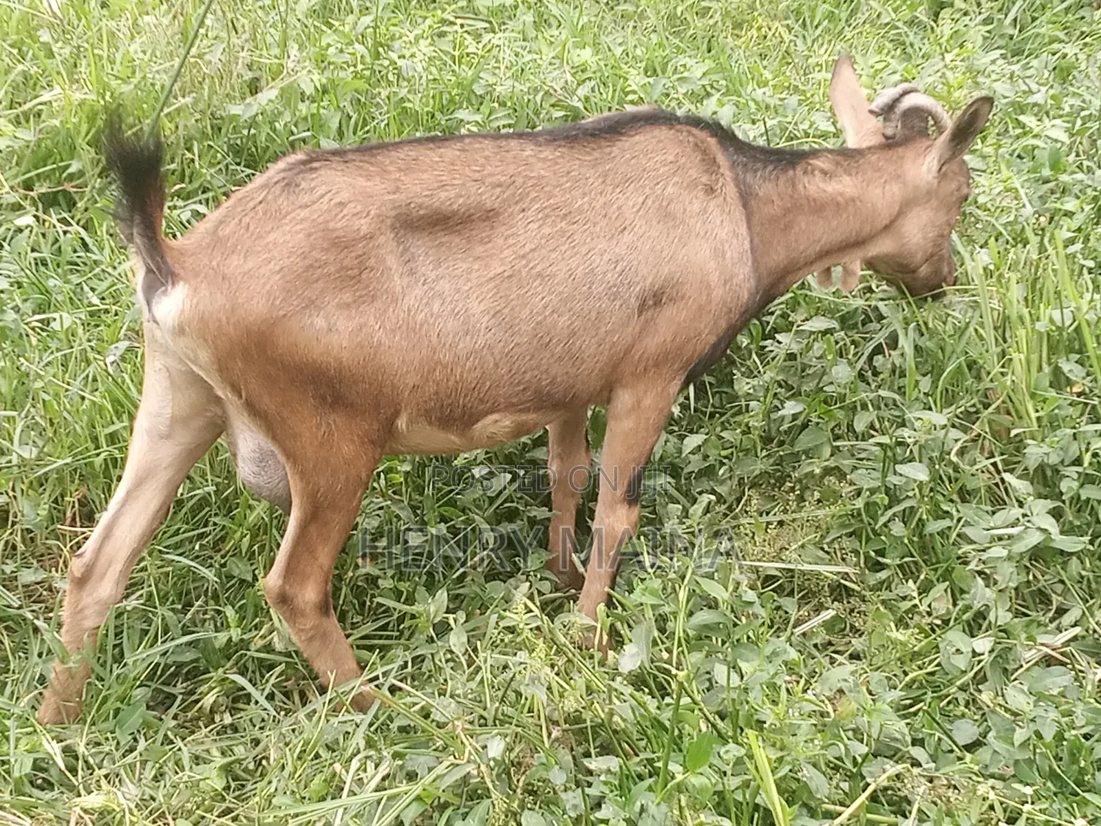 Dairy Goat