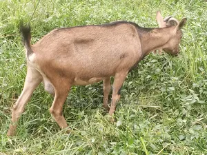 Dairy Goat