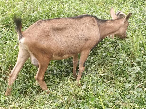 Dairy Goat - thumbnail 3