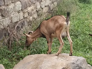 Dairy Goat