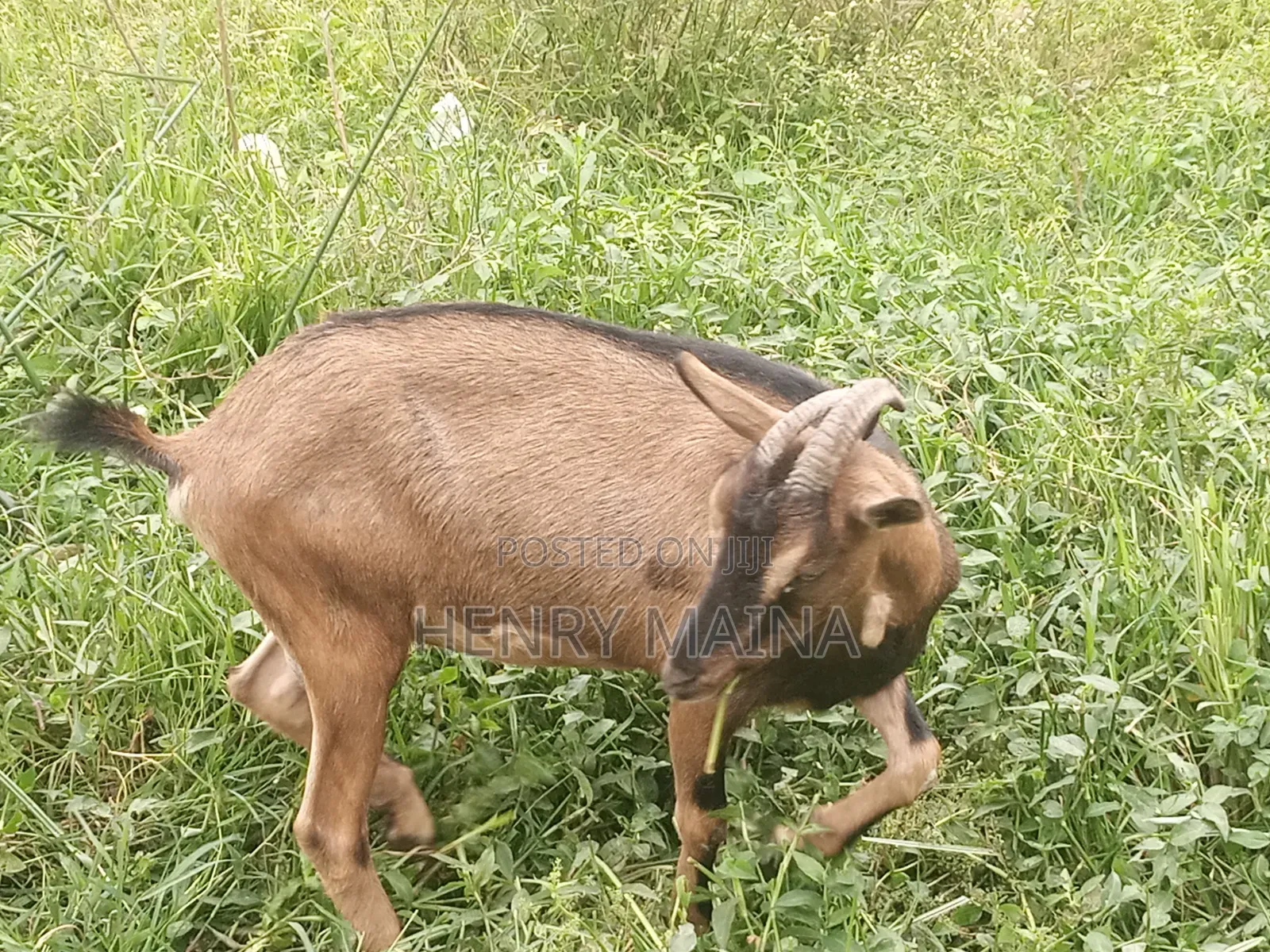 Dairy Goat