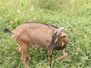 Dairy Goat