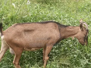 Dairy Goat