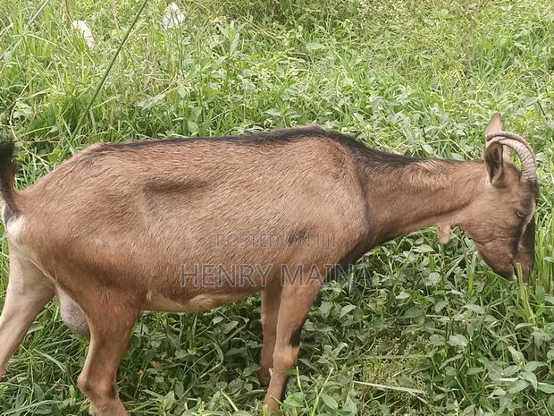 Dairy Goat - thumbnail 2