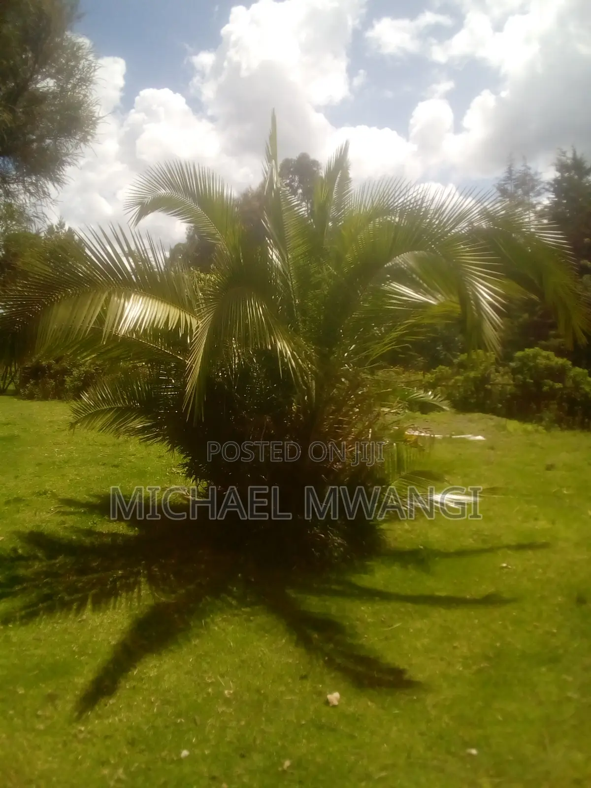 Palm Tree Seedlings
