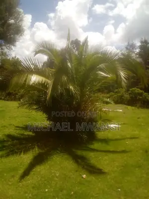 Palm Tree Seedlings
