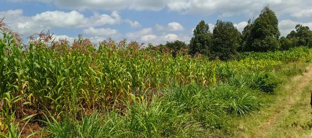 Land for Sale - thumbnail 3