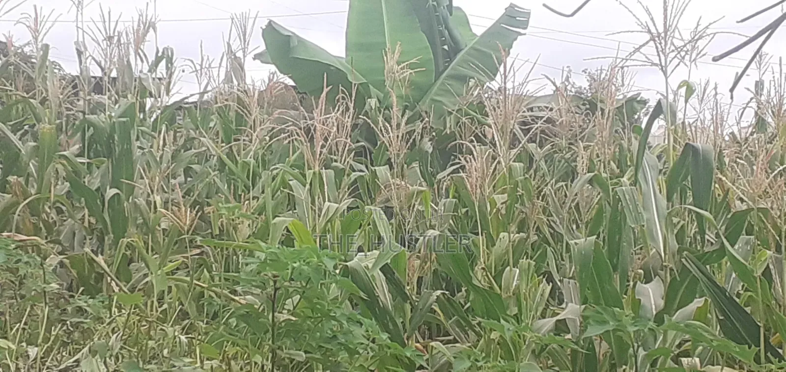 Ready Available Plot on Sale!.