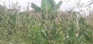 Ready Available Plot on Sale!.