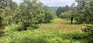 Prime 2-Acre Farm for Sale – Gikumbo, Karatina