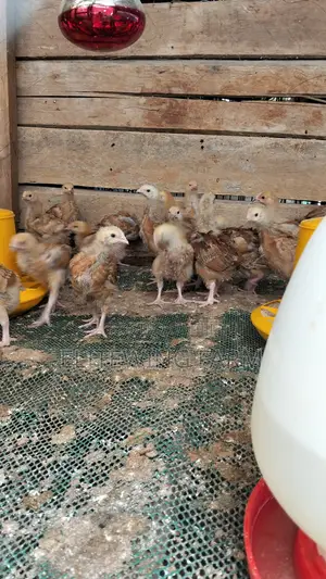 1 Month Old Sasso F1 Chicks for Sale