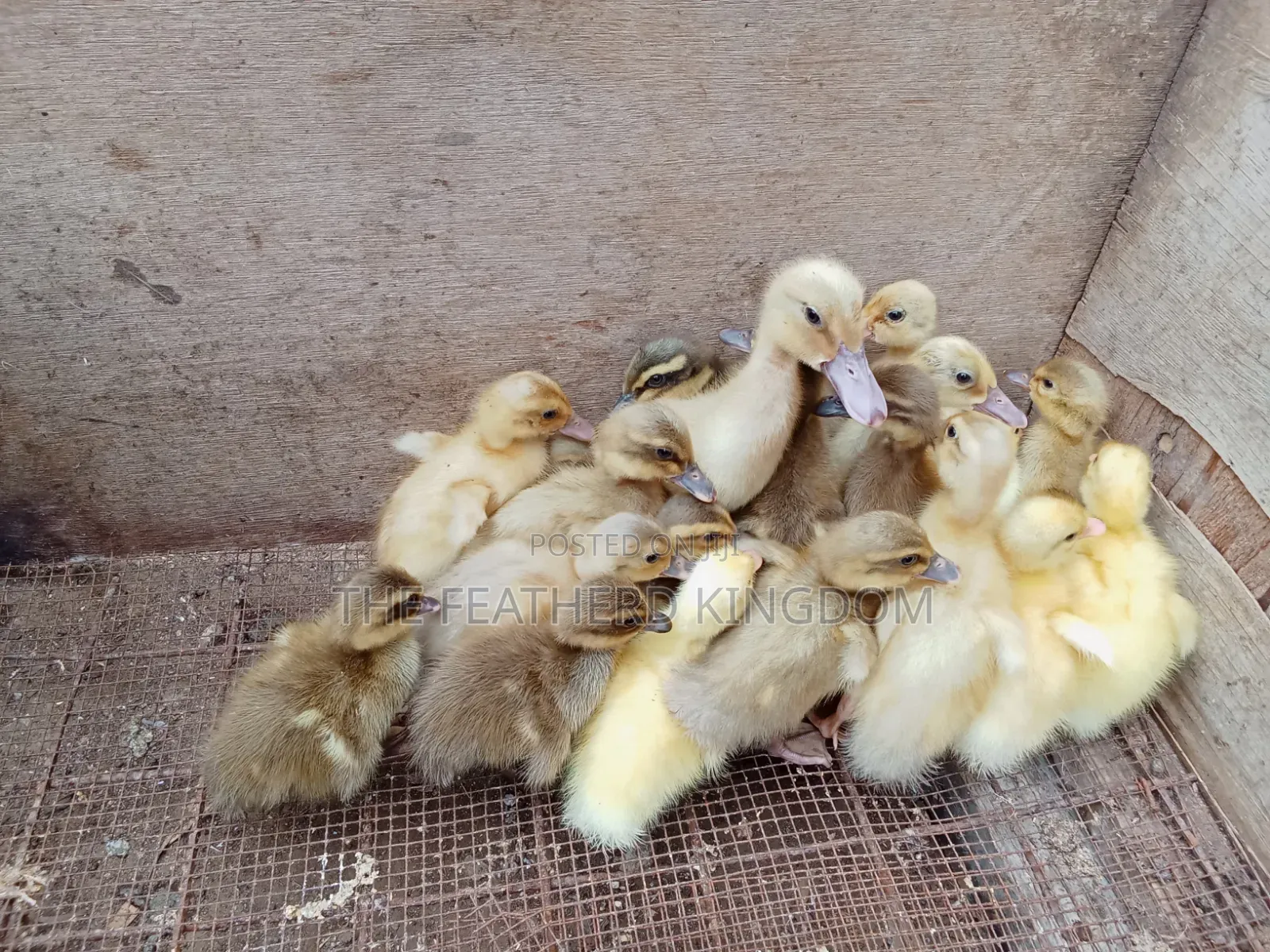 Day Old to a Week Old Khaki Campbell Ducklings