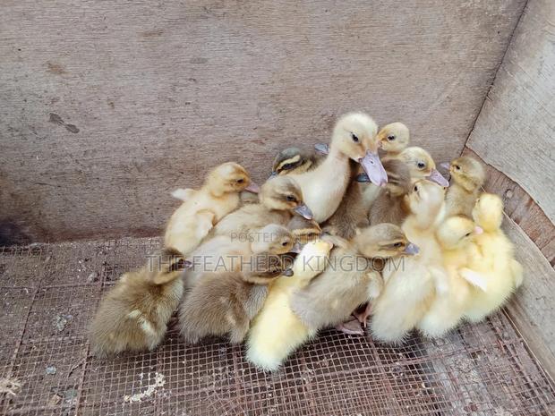 Day Old to a Week Old Khaki Campbell Ducklings