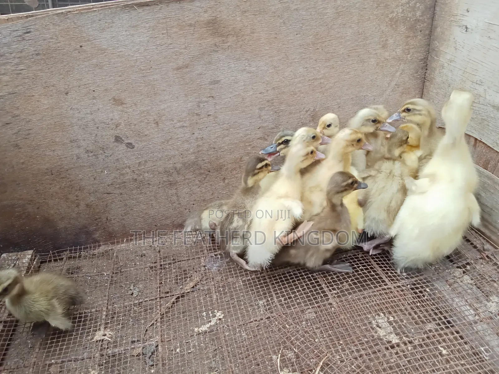 Day Old to a Week Old Khaki Campbell Ducklings