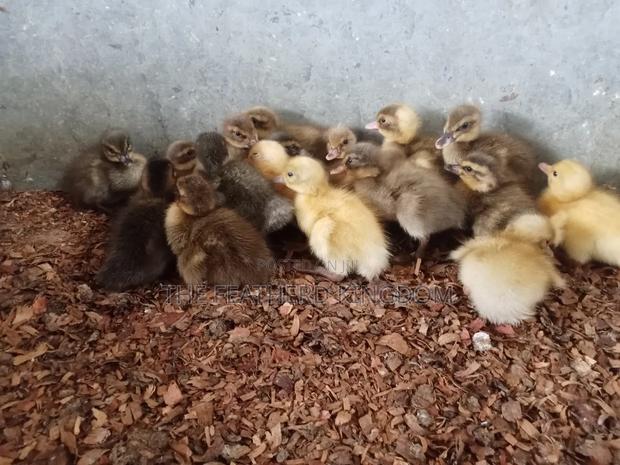 Day Old to a Week Old Khaki Campbell Ducklings - thumbnail 7