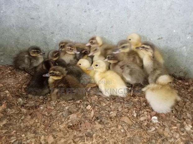 Day Old to a Week Old Khaki Campbell Ducklings - thumbnail 10