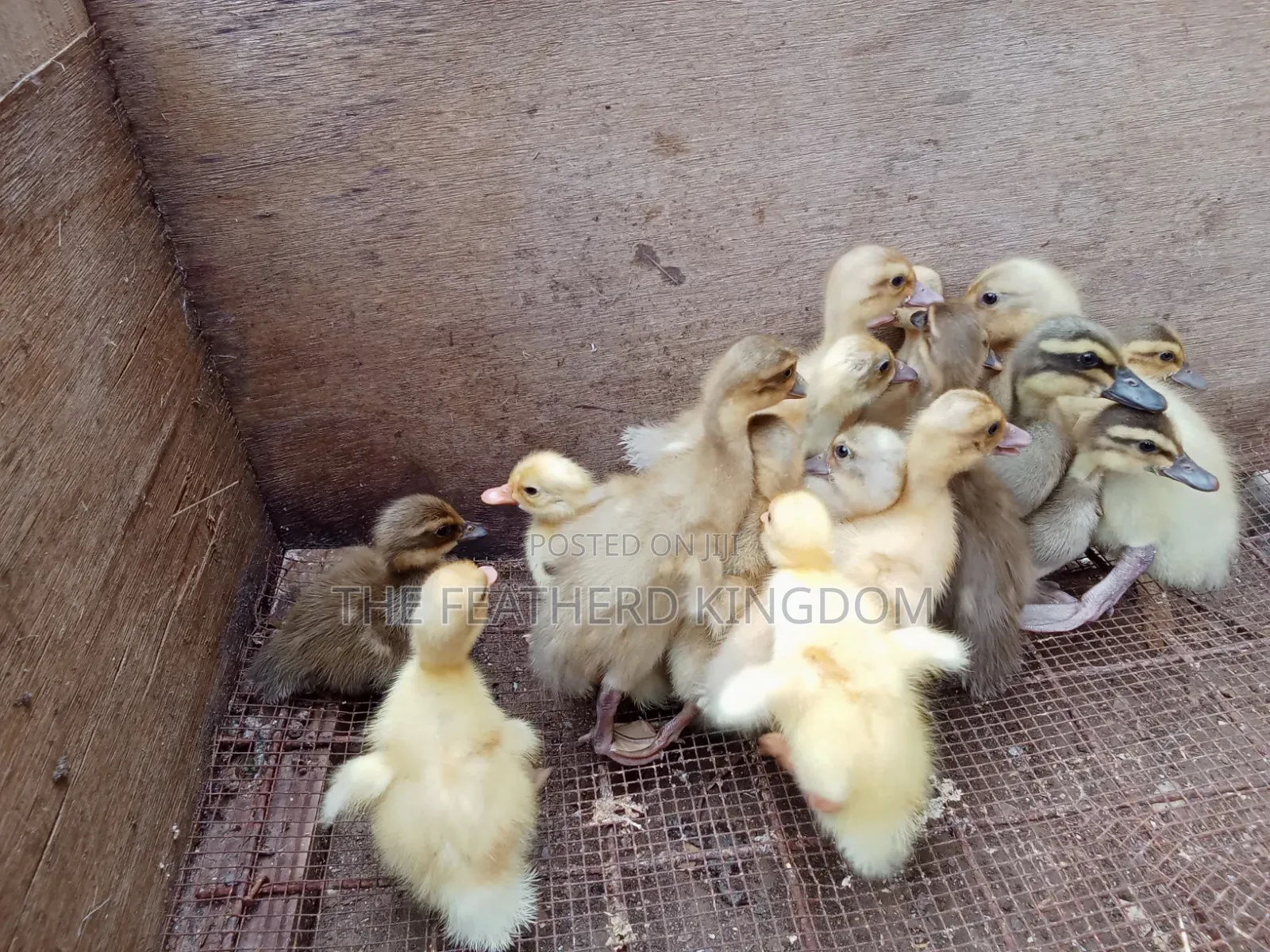 Day Old to a Week Old Khaki Campbell Ducklings