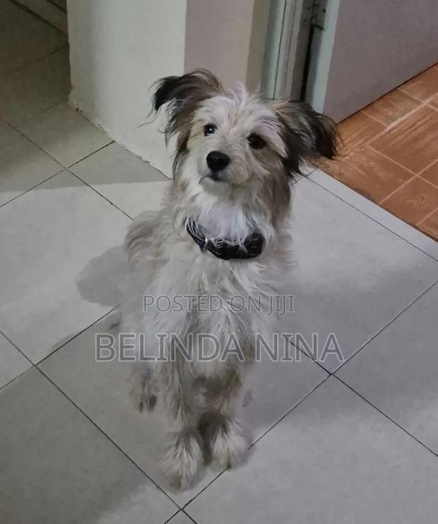 3-6 months Male Mixed Breed Dog