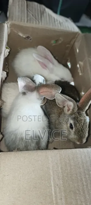 Rabbits and Bunnies