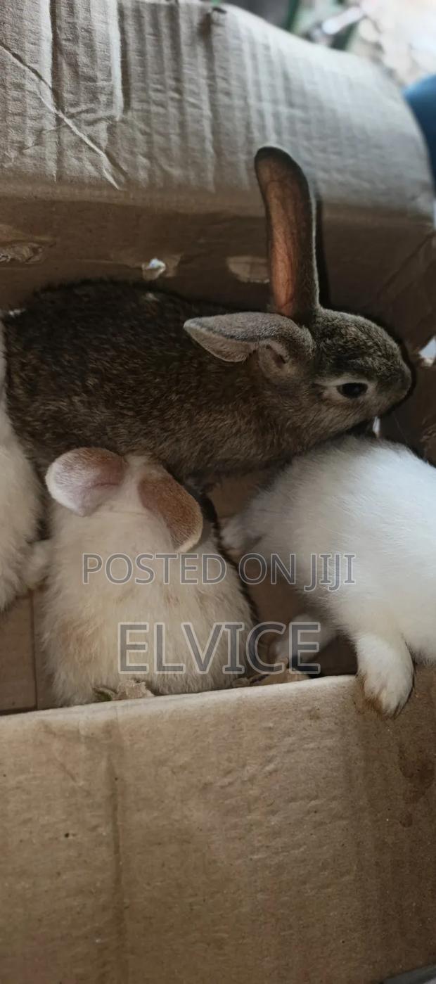 Rabbits and Bunnies - thumbnail 2