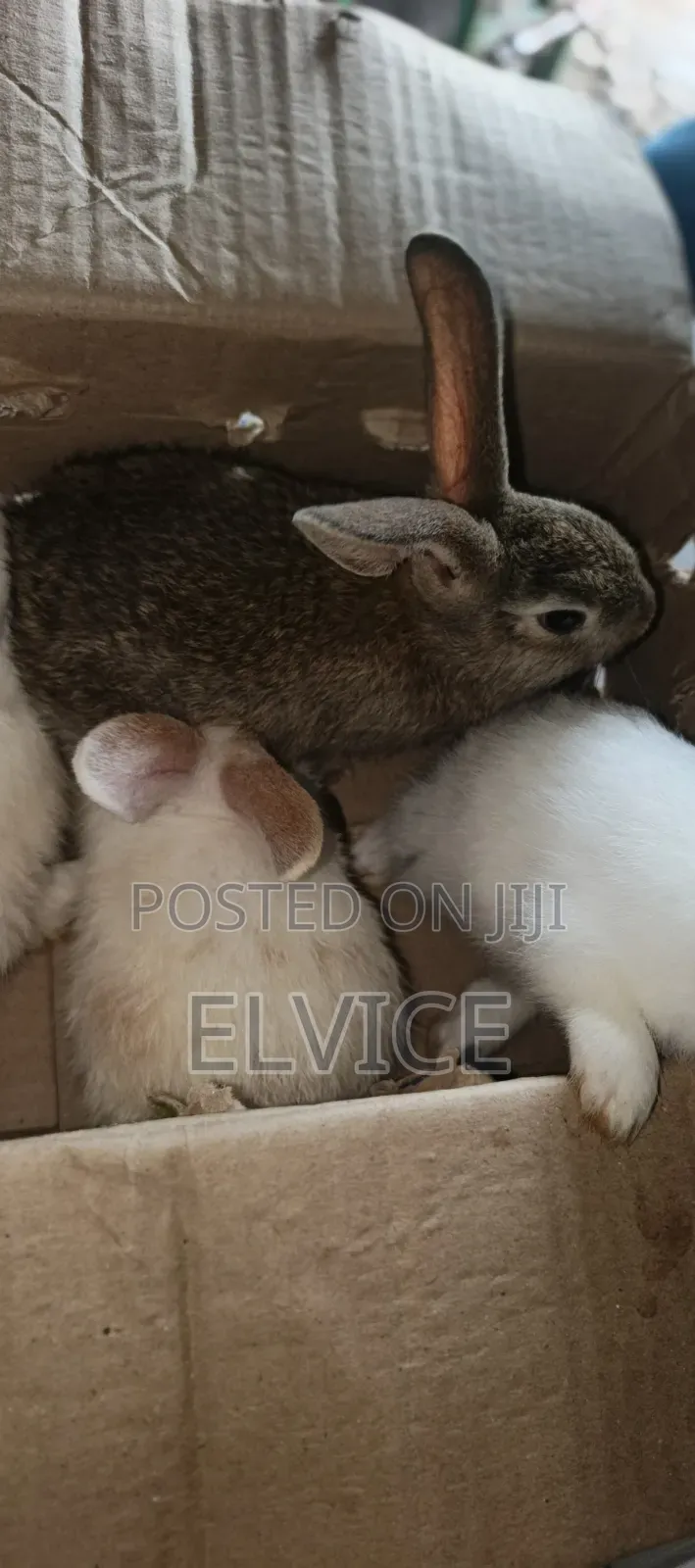 Rabbits and Bunnies