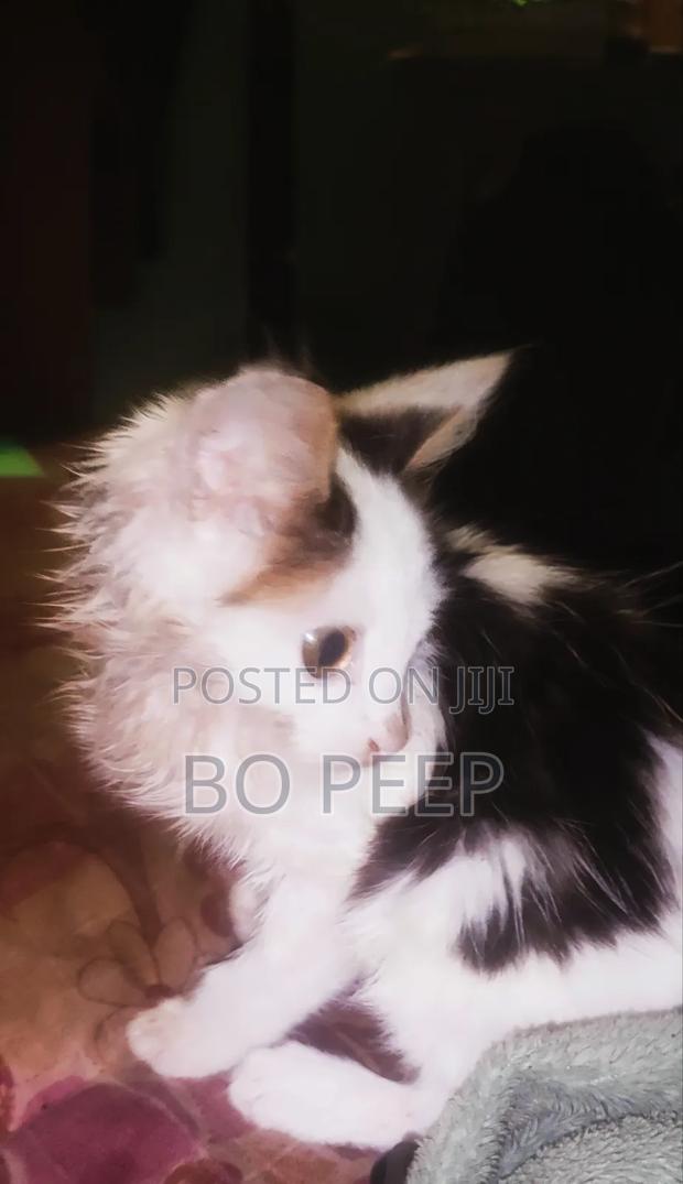 1-3 months Male Mixed Breed Turkish Van - thumbnail 2