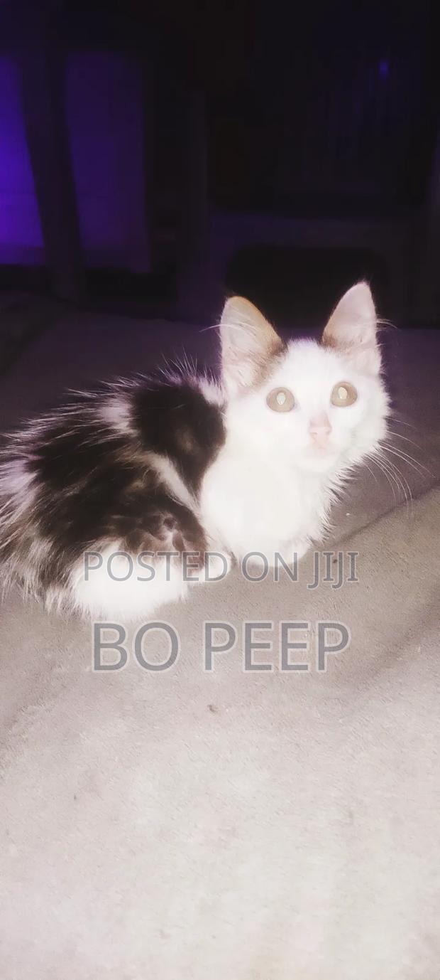 1-3 months Male Mixed Breed Turkish Van - thumbnail 3