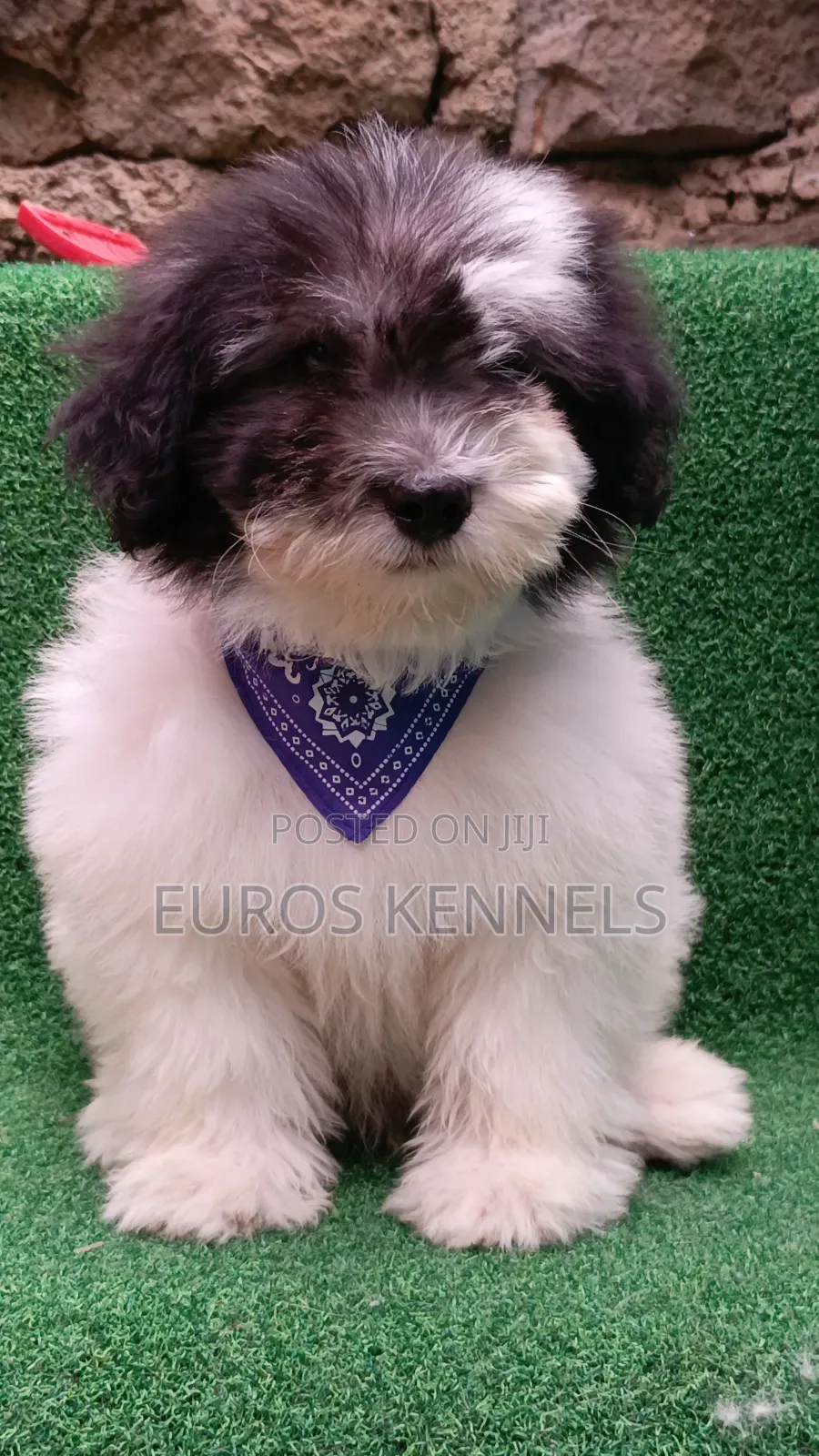 1-3 months Male Purebred Havanese