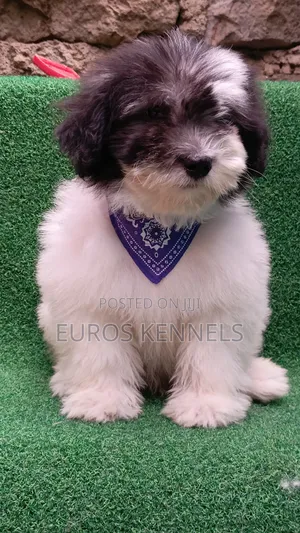 1-3 months Male Purebred Havanese