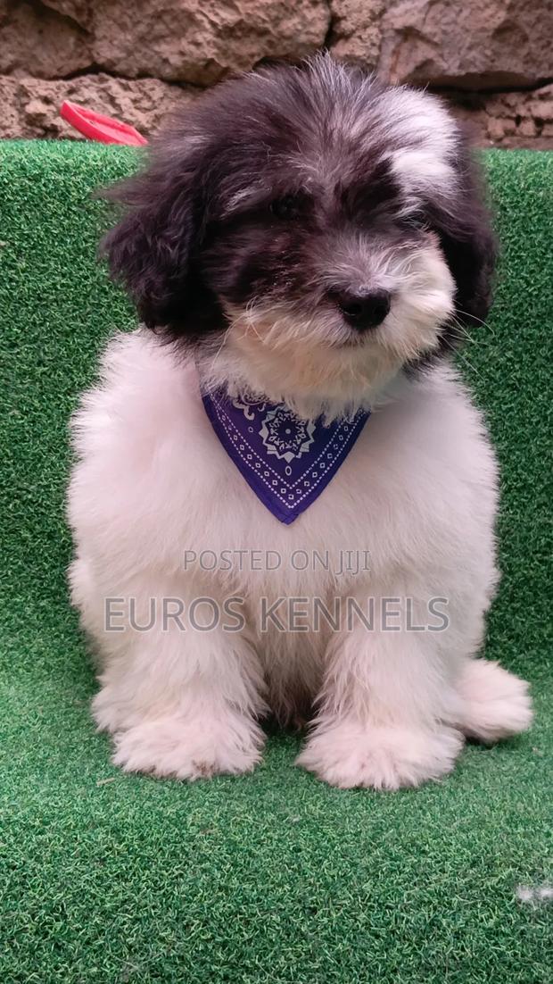 1-3 months Male Purebred Havanese - thumbnail 2