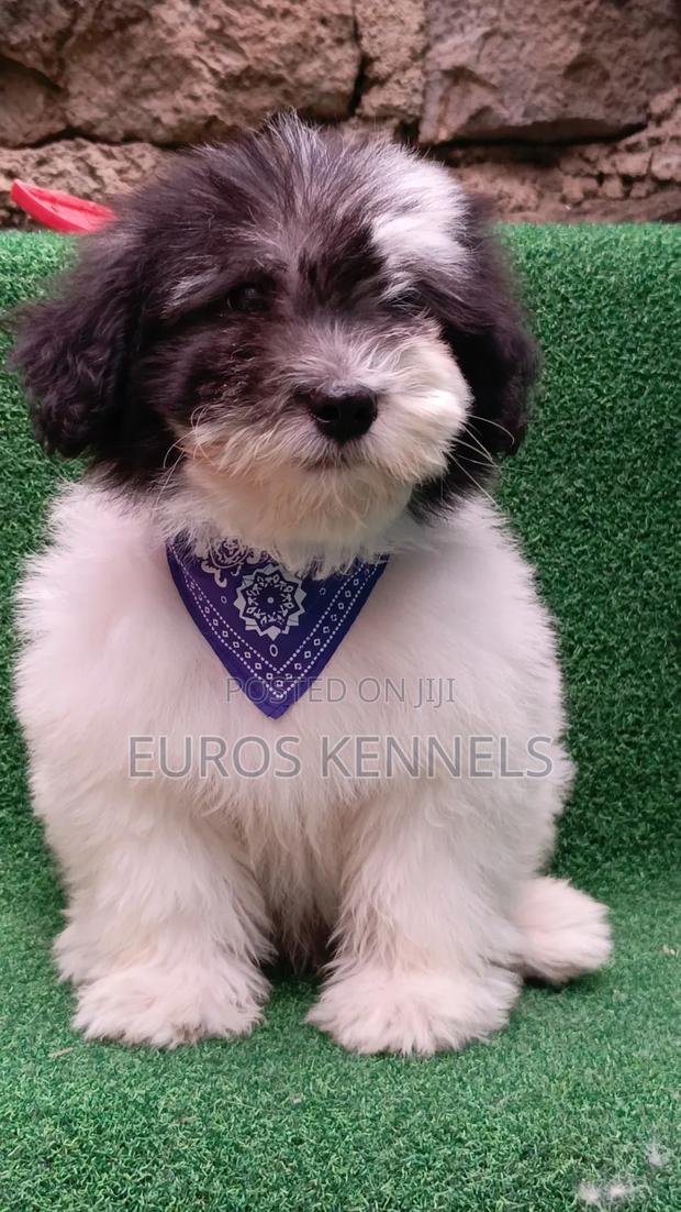 1-3 months Male Purebred Havanese - thumbnail 3