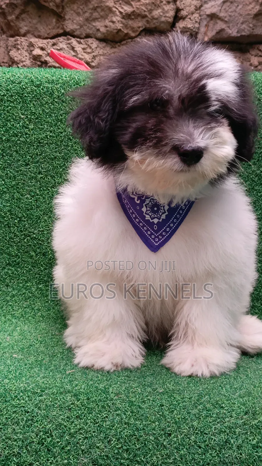 1-3 months Male Purebred Havanese
