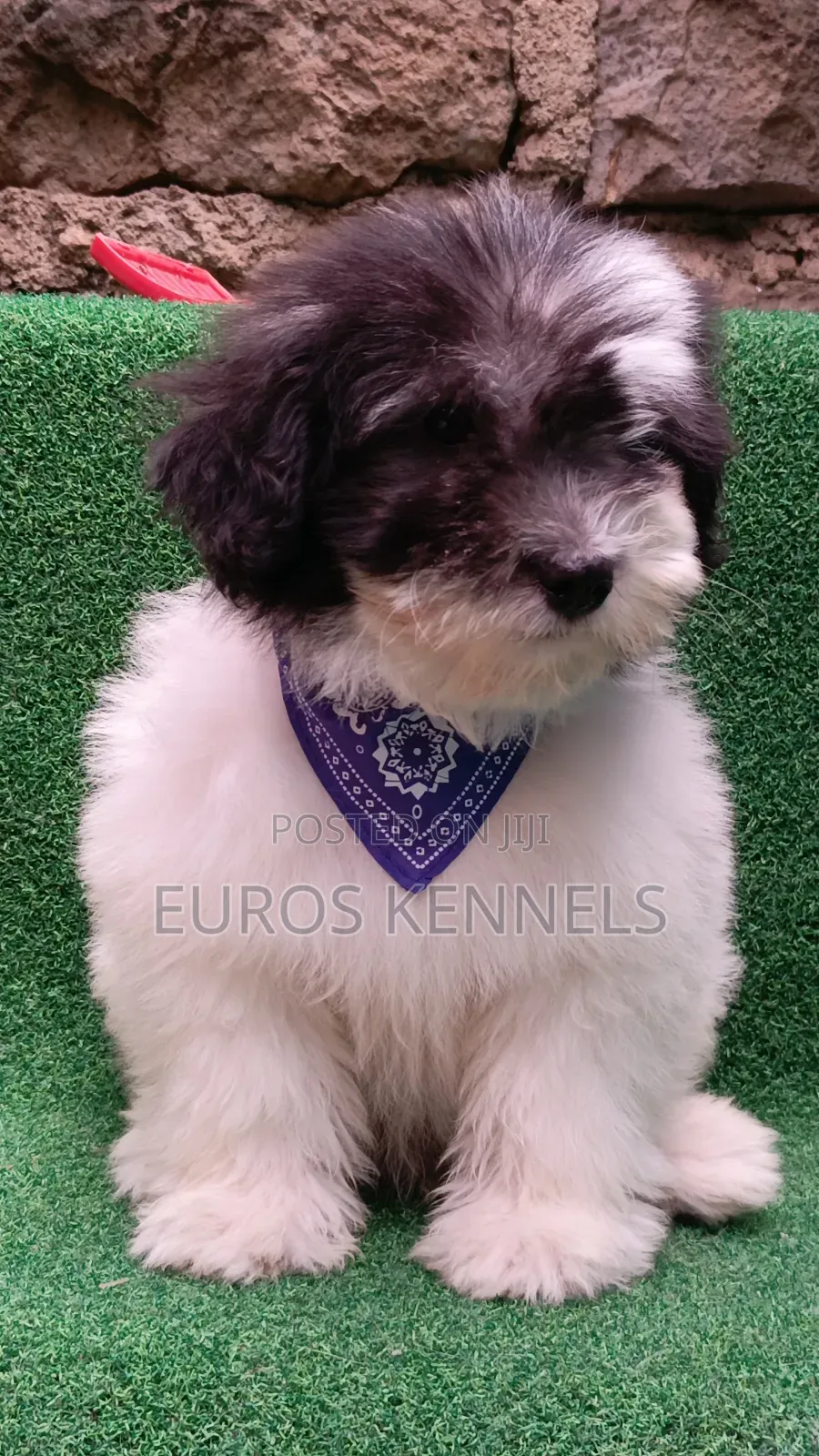 1-3 months Male Purebred Havanese