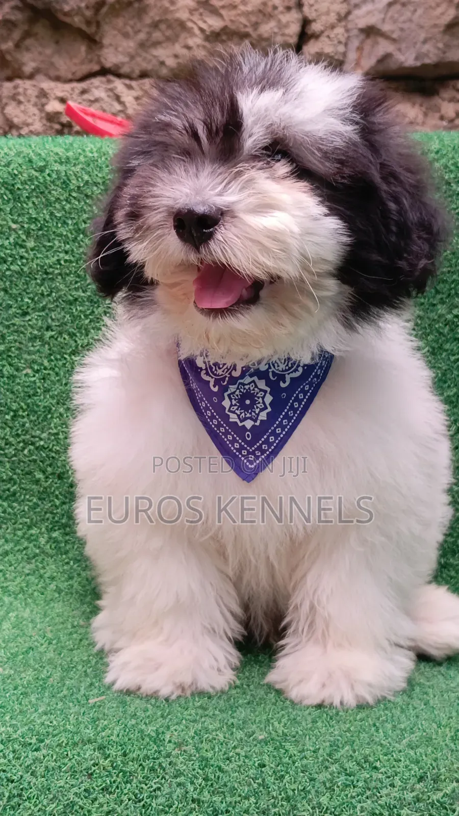 1-3 months Male Purebred Havanese
