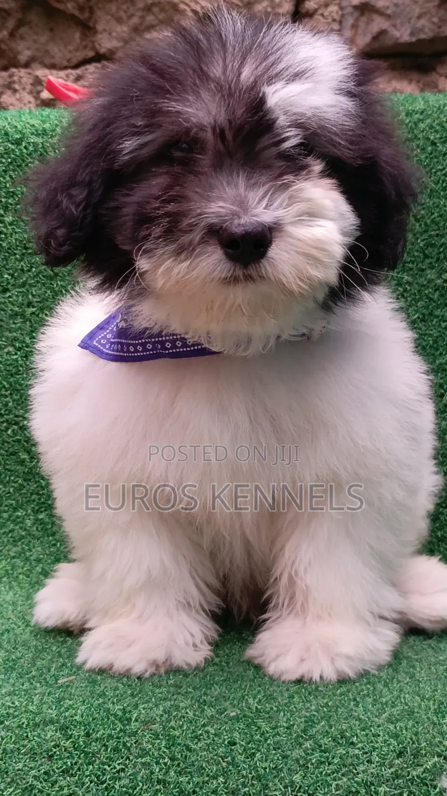 1-3 months Male Purebred Havanese